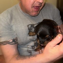 Rottweiler Puppies from Von Locher Rotties