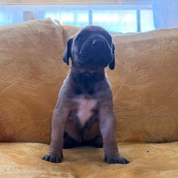Brown Sugar - Fawn female Great Dane puppy in Jerusalem, Arkansas from Mara Danes