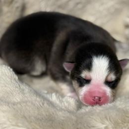 Bentley - Black and white male Pomsky puppy in Greenfield, Minnesota from SRF Pomskies