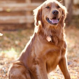 Golden Retrievers from Duck Dogs Colorado