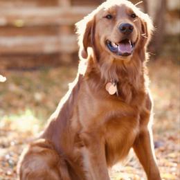 Golden Retrievers from Duck Dogs Colorado