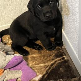 Irish Setter and Labrador Retriever Puppies from Kilkieran Kennels and Snowstorm Labradors