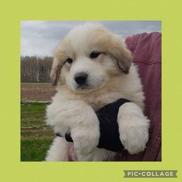 ORLA- lime collar - White and badger female Great Pyrenees puppy in Mikado, Michigan from Brittain Family Farm