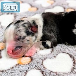 Perry - Blue merle male Miniature Australian Shepherd puppy in Punta Gorda, Florida from Christie's Creekside Aussies