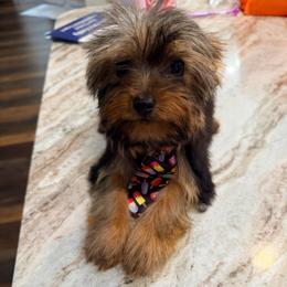 Bear - Black and tan male Yorkshire Terrier puppy in Ocala, Florida from Yorkie  And Shih Tzu Love