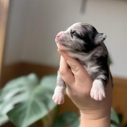 Everest (on hold) - Blue merle female Toy Australian Shepherd puppy in Quincy, Michigan from Ivy Meadows and Friends