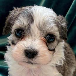 Maximus - Parti male Maltipoo puppy in Lawrenceburg, Tennessee from LUV Poodles and Maltipoos