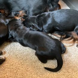 Boy 3 - Black and tan male Gordon Setter puppy in Gordonville, Pennsylvania from Blue Ribbon Setters