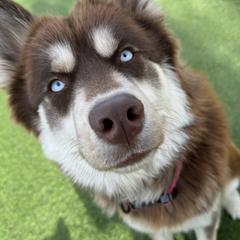 Envy - Siberian Husky
