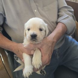 Ace  (Boy 3) - Light golden male Golden Retriever puppy in Elizabeth, Colorado from Blazing Star Goldens