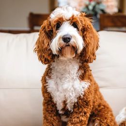 River - Australian Labradoodle