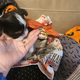 Bentley - Black tan and white male Biewer Terrier puppy in Spotsylvania Courthouse, Virginia from Donna's Biewer Terriers
