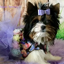 Girl 2 - Black tan and white female Biewer Terrier puppy in Jonestown, Pennsylvania from AKC Xtreme Biewer Terriers...