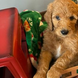 Goldendoodles from Triple N Goldendoodles