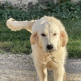 DERBY - Golden Retriever
