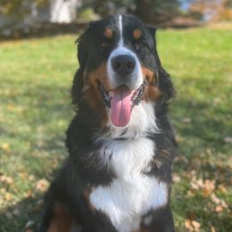 Bernese Mountain Dogs from McNeill’s Bernese Mountain Dogs