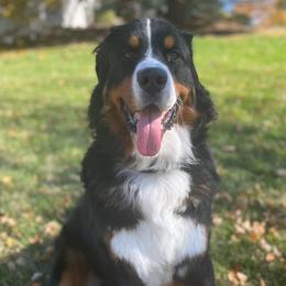 Bernese Mountain Dogs from McNeill’s Bernese Mountain Dogs