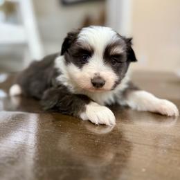 Tex - Black tri male Toy Australian Shepherd puppy in Payson, Utah from Spring Creek Aussies + Corgis