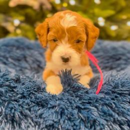 Flower - Red  female Goldendoodle puppy in Sulphur, Louisiana from Curly Q’s Of Carlyss