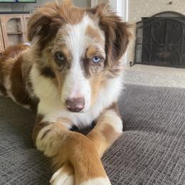 Miniature Australian Shepherd puppies from Kari's Mini Aussies