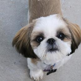 Shih Tzu Puppies from Willow Lane Shih Tzus