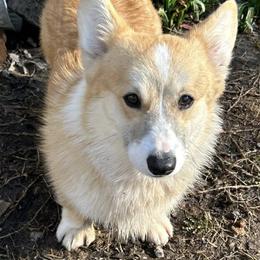 Gunner - Red male Pembroke Welsh Corgi puppy in Marshall, Missouri from The King’s Corgis
