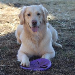 Nava - Golden Retriever