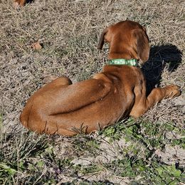 Rhodesian Ridgeback Puppies from Mafigeni Ridgebacks