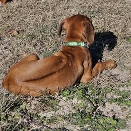 Rhodesian Ridgeback Puppies from Mafigeni Ridgebacks