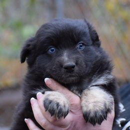 Girl 2 - Black & white female Australian Shepherd puppy in Three Rivers, Michigan from Mitten Australian Shepherds