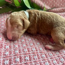 St. Basil - Apricot male Goldendoodle puppy in Denison, Iowa from Violet View Iowa Goldendoodles