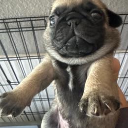 Girl 4 - Fawn female Pug puppy in Olivia, Minnesota from Holland Pugs
