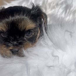 Ava - Black and gold female Yorkshire Terrier puppy in Las Vegas, Nevada from Yorkiepupsntcups