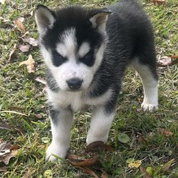 Radison - Black and white female Siberian Husky puppy in Summerville, South Carolina from Carolina Husky Lodge