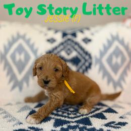 Jessie - Apricot female Goldendoodle puppy in Houston, Texas from Golden Life Doodles