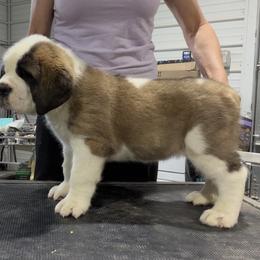 Girl 2 - female Saint Bernard puppy in Wellington, Colorado from Thunder Keg St. Bernards