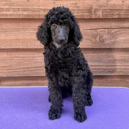 Dixie - Blue female Poodle puppy in Rocklin, California from Brienwood Poodles