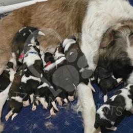 Saint Bernard puppies from Holtz Family Saints