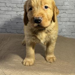 Cyan Color - Golden male Golden Retriever puppy in Chesapeake, Virginia from AmberLight Goldens