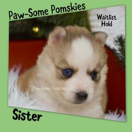 Sister - Silver and white female Pomsky puppy in Krum, Texas from Paw-Some Pomskies