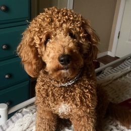 Clare Bear - Goldendoodle