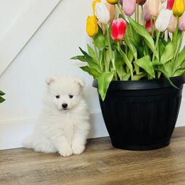 Stryder - White male American Eskimo Dog puppy in St. George, Utah from Brookside Eskies