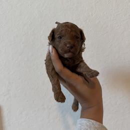 Zeus - Red  male Poodle puppy in Miami, Florida from Poodles 4 Life
