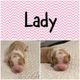 Lady - Yellow and white female Bernedoodle puppy in Beauty, Kentucky from The Doodle Pad