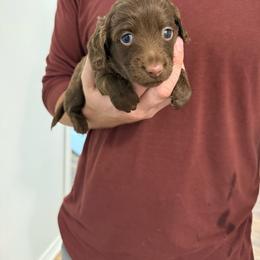 Eva - Chocolate female Dachshund puppy in Celina, Texas from Oak Bridge Farm