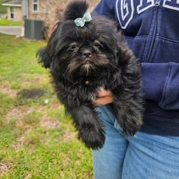 Girl 1 - Black white and silver female Shih Tzu puppy in Needville, Texas from Precious Moments Shih Tzu