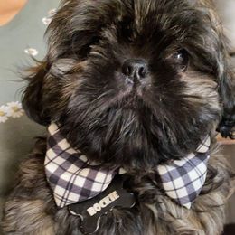 Shih Tzu Puppies from Laurie's shih tzus