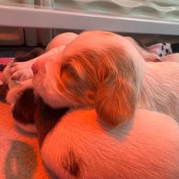 Boy3 - Piebald male Dachshund puppy in Stockton, California from Royalty Weenies