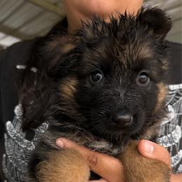 Jazira - Black and red female German Shepherd puppy in Youngsville, North Carolina from di Casa Ortiz German Shepherds