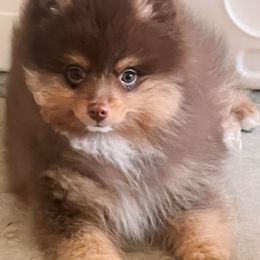 Chico - Chocolate Pomeranian puppy in Brentwood, California from Royalpawpoms